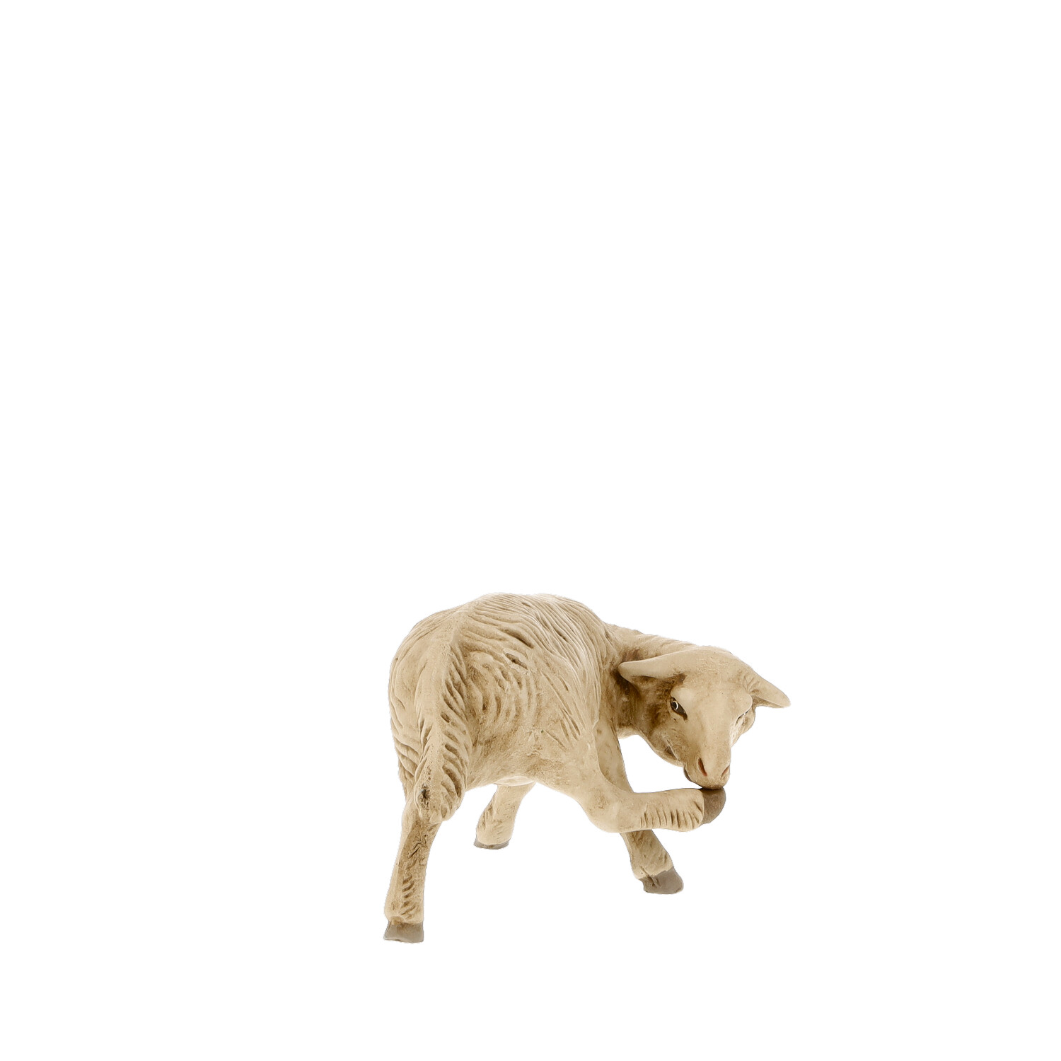 Sheep licking leg - Marolin Nativity figure - made in Germany